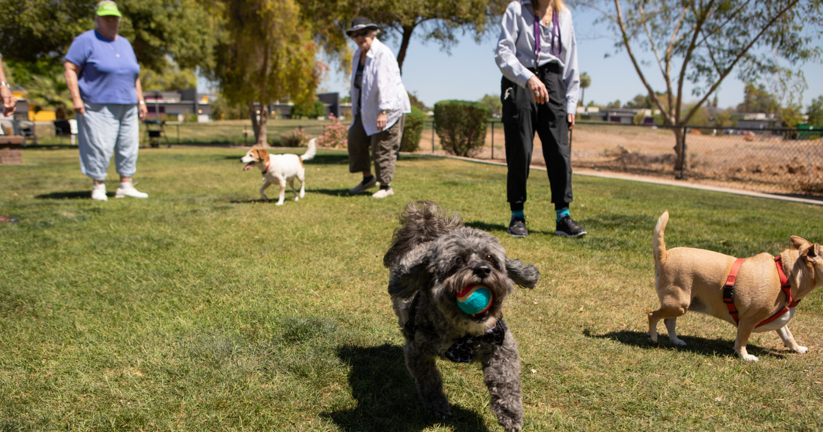 Dogs and owners enjoying a dog park